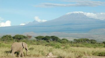 Elephant_and_Kilimanjaro