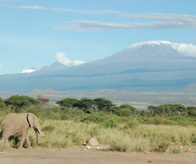 Elephant_and_Kilimanjaro