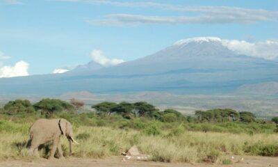 Elephant_and_Kilimanjaro