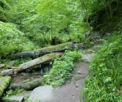 Wolfschlucht_bei_Zwingenberg_4