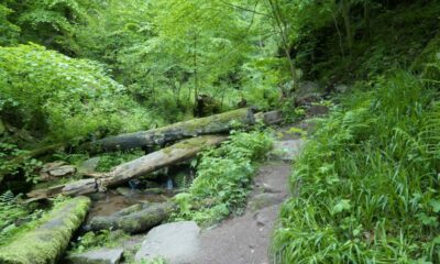 Wolfschlucht_bei_Zwingenberg_4