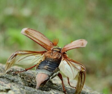 cockchafer-g221856198_1920