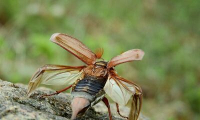 cockchafer-g221856198_1920