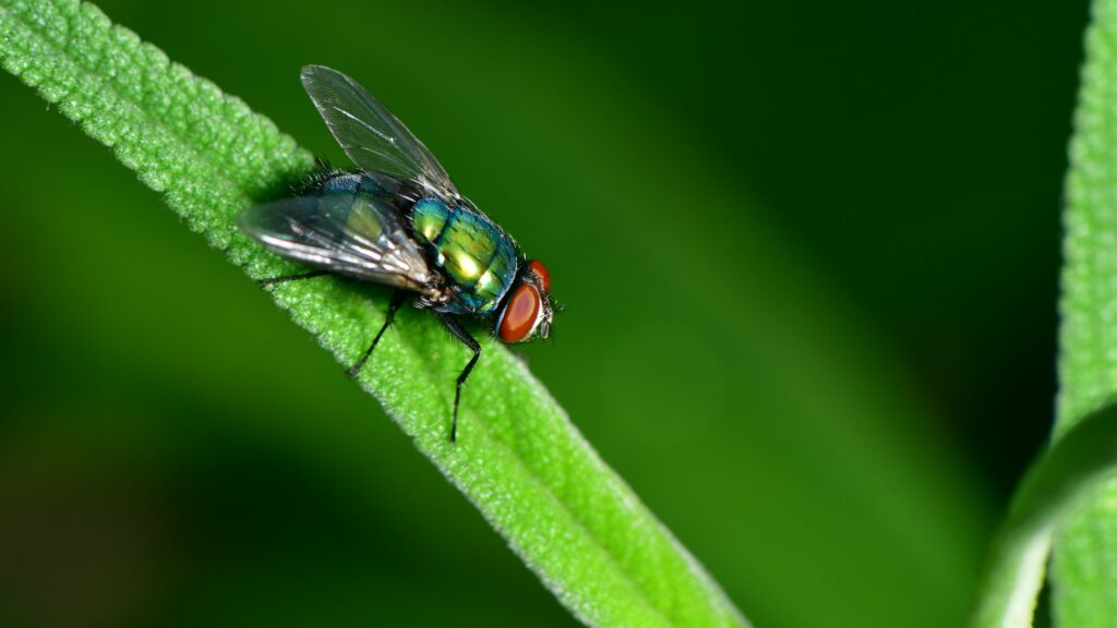 Wie lange lebt eine Fliege? Und weitere spannende Fakten Wie lange lebt eine Fliege? Und weitere spannende Fakten