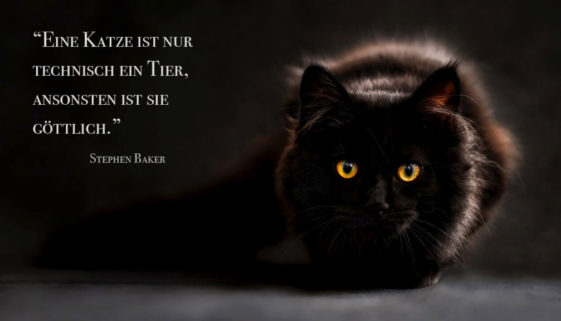Zum Nachdenken Zitate Und Sprüche Zu Katzen Outdoorshopper