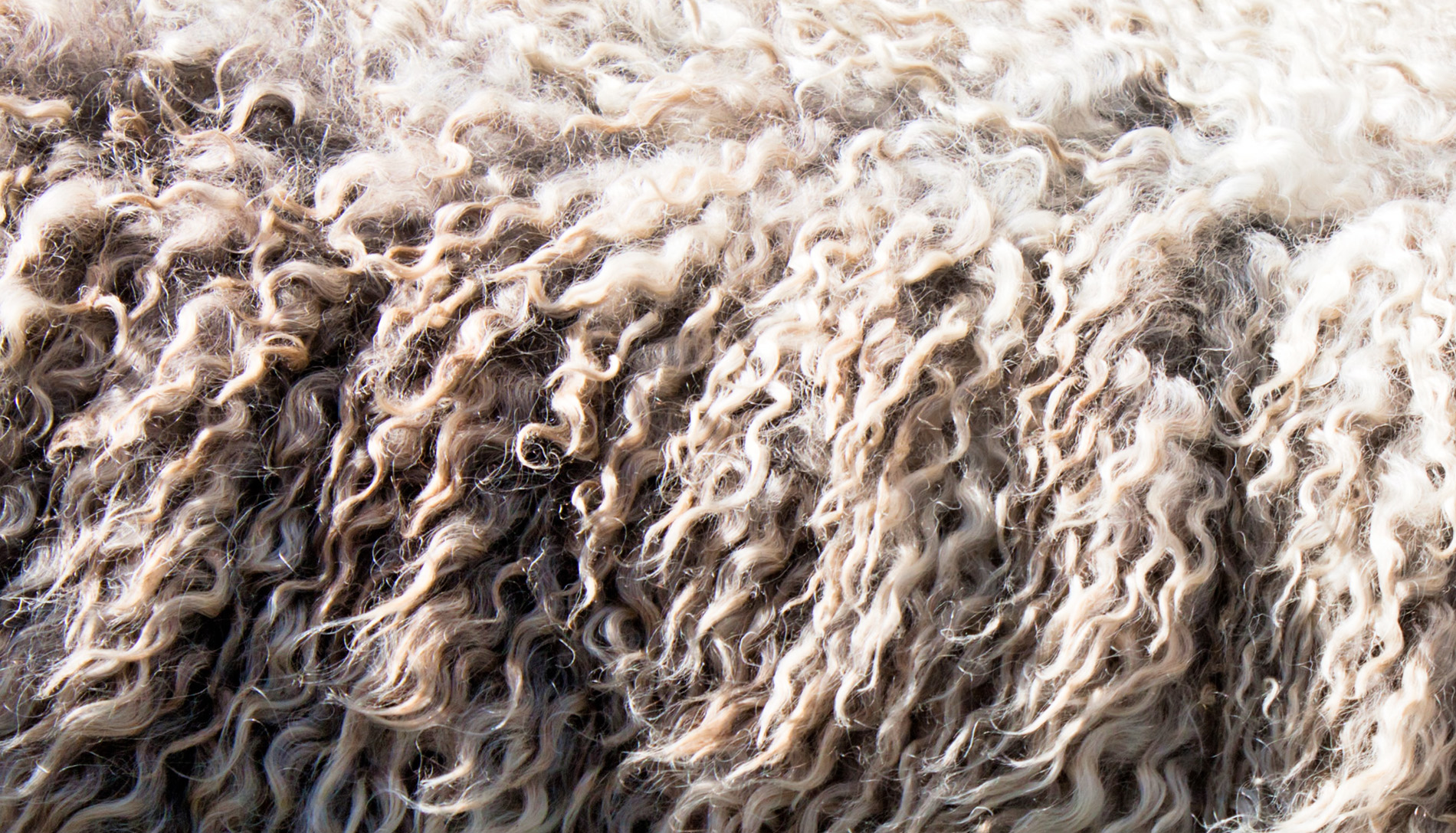 Die Wolle von Merino-Schafen hat viele Vorteile. Sie ist nicht kratzig, sowohl im Sommer als auch im Winter temperatur regulierend und Schweißgeruch nimmt sie kaum an.