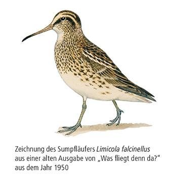 Vogelbeobachtung im Herbst