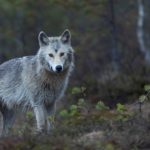 Wölfe in Deutschland: Immer mehr werden illegal getötet